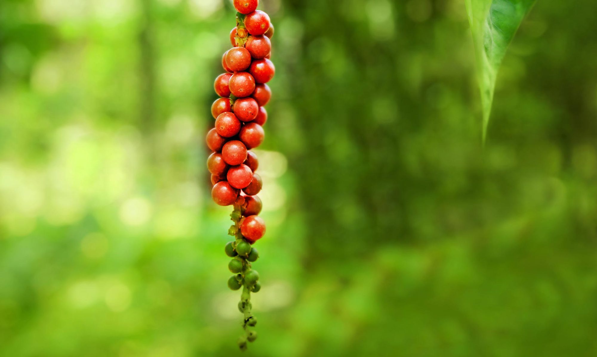 Kampot Pepper | Кампотский перец